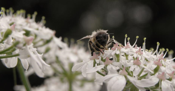 A bee lands on some white flowers