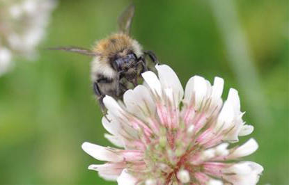 eerg-bumblebee-article-image