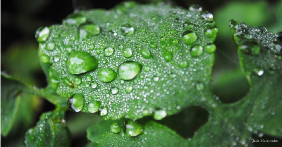 A green leaf holds many drops of water