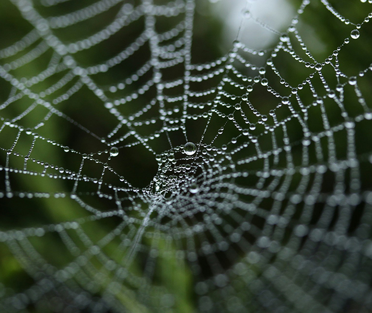 A spider web in the rain